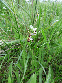 Ophrys apifera